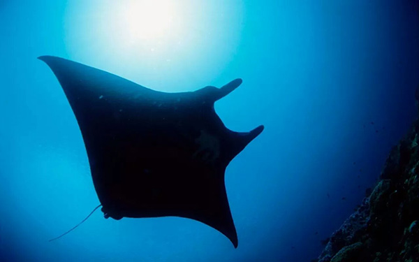 【潛水這艘賊船，這次開往上帝的花園】文章轉(zhuǎn)自/三聯(lián)生活周刊