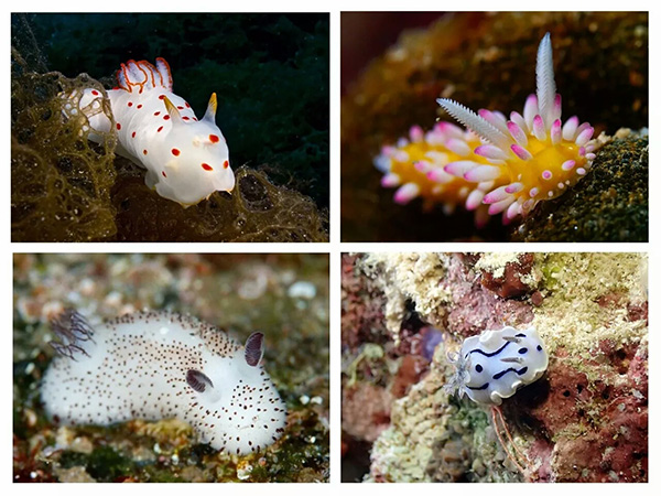 【潛水這艘賊船，這次開往上帝的花園】文章轉(zhuǎn)自/三聯(lián)生活周刊