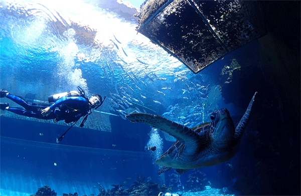 潛水常見(jiàn)問(wèn)題，原來(lái)潛水沒(méi)你想的那么難