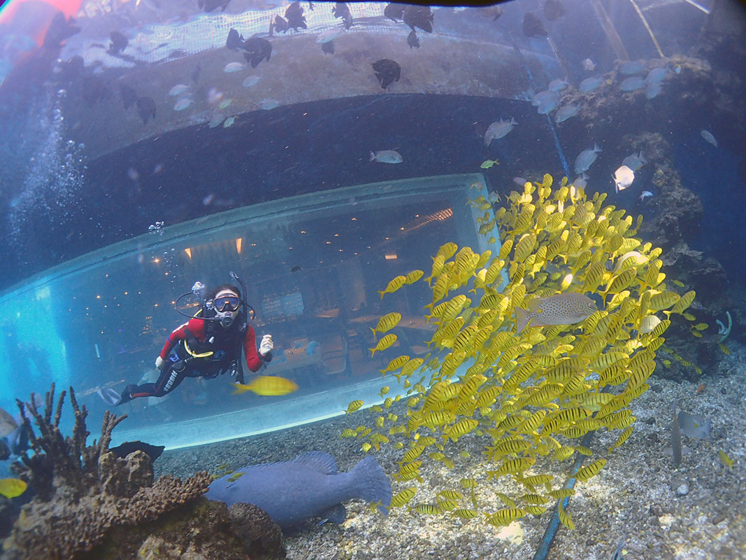 除了俯瞰大地的飛翔，還有潛入海底的翱翔。