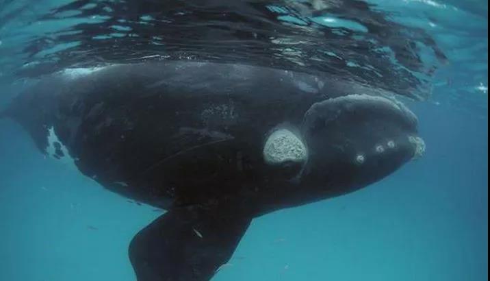 鯨魚(yú)科普-鯨魚(yú)大全送給你